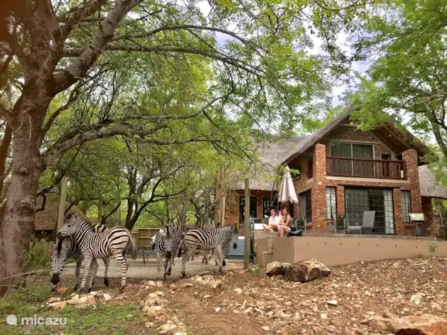 Maison de la rivière Marlothi | Afrique du Sud, Mpumalanga, Marloth Park - maison de vacances Observation de la faune depuis le bord de la piscine.