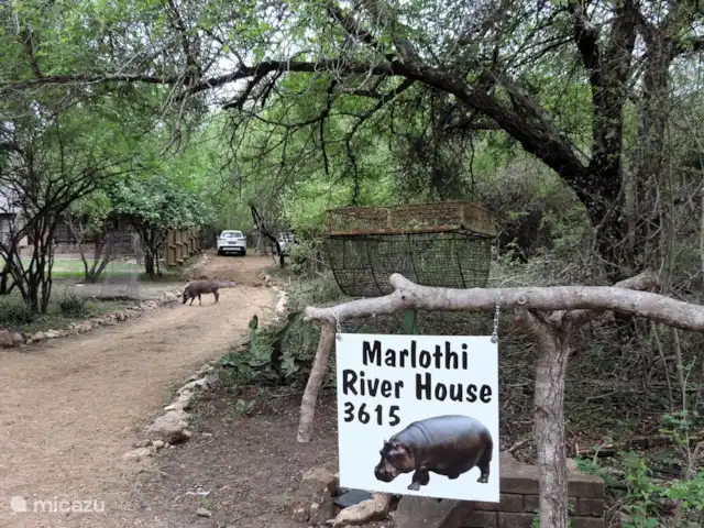 Maison de la rivière Marlothi | Afrique du Sud, Mpumalanga, Marloth Park - maison de vacances L'allée, soyez prudent, il peut y avoir des animaux qui se promènent.