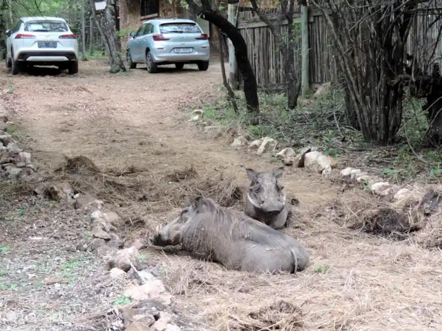 Maison de la rivière Marlothi | Afrique du Sud, Mpumalanga, Marloth Park - maison de vacances Places de parking spacieuses, éclairées la nuit et proches de la porte d'entrée, ce qui facilite le chargement et le déchargement.