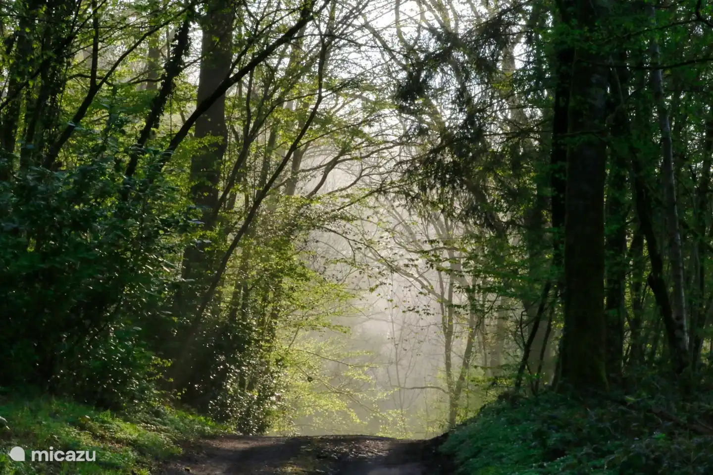 Wenn Sie nach draußen gehen, befinden Sie sich direkt in einem Wald, von dem aus Sie schöne Spaziergänge unternehmen können