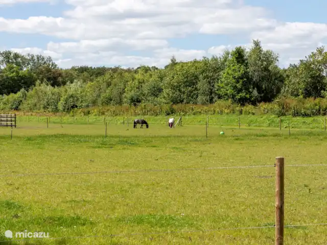 Location de Vacances Pays-Bas, Drenthe, Havelte, chalet - Chalet Mulligan