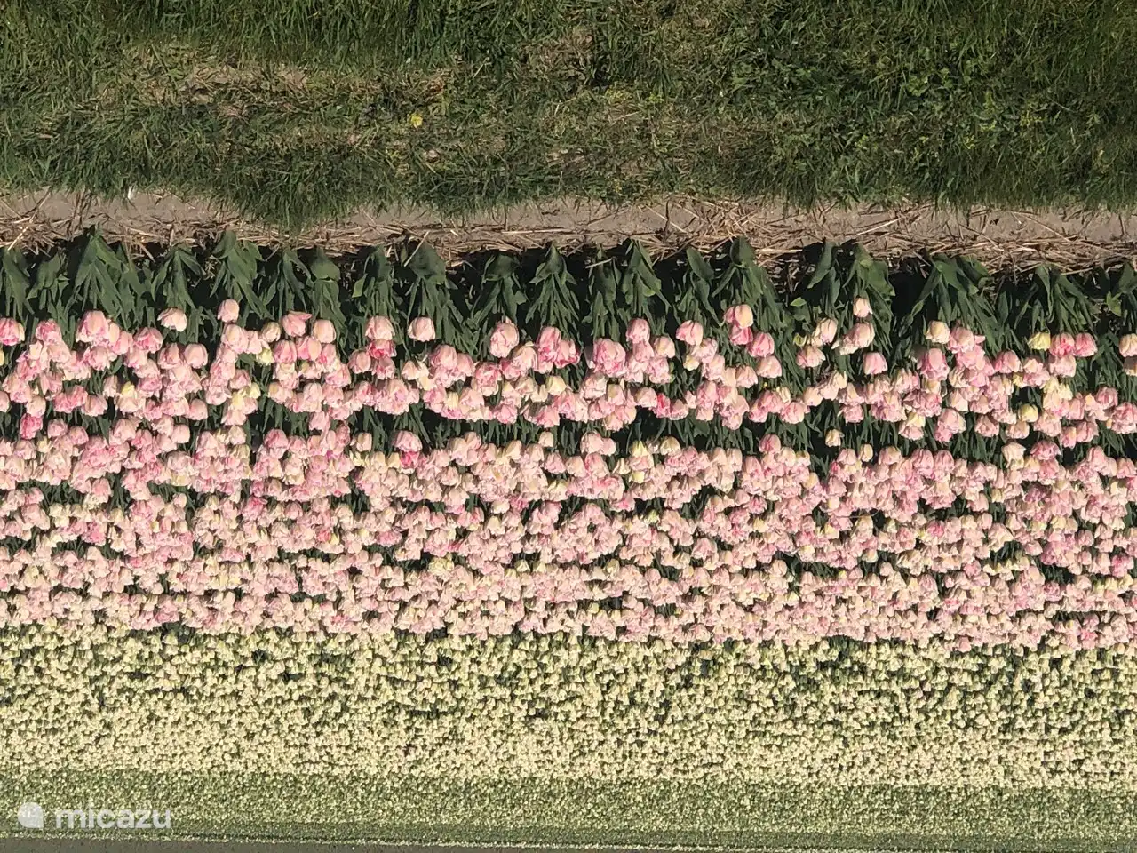 blühende Blumenzwiebelfelder.