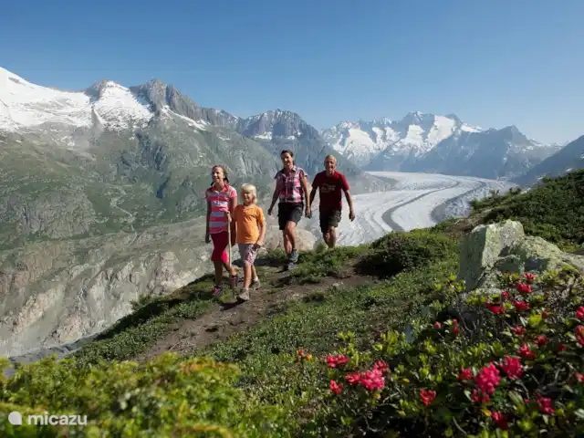 Location de Vacances Suisse, Valais, Fiesch, chalet - Maxima Randonnée glacier d'Aletsch