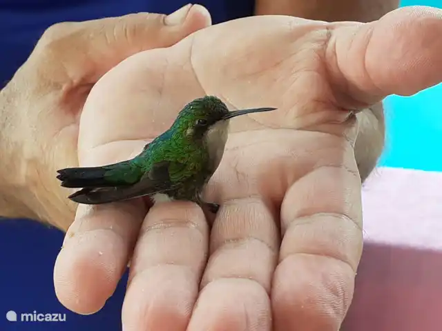 Cas curadise en Curazao, Bandabou (oeste), Fontein - villa