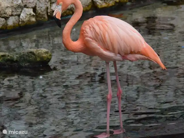 Cas curadise en Curazao, Bandabou (oeste), Fontein - villa