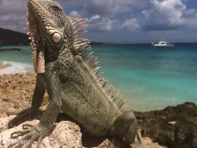 Cas curadise en Curazao, Bandabou (oeste), Fontein - villa