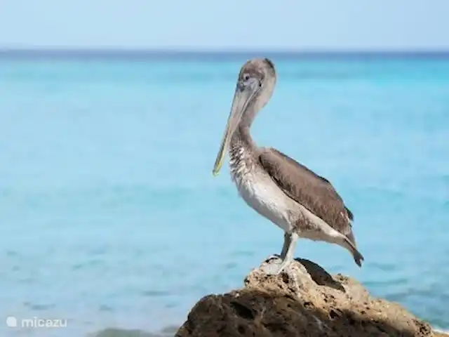 Cas curadise en Curazao, Bandabou (oeste), Fontein - villa
