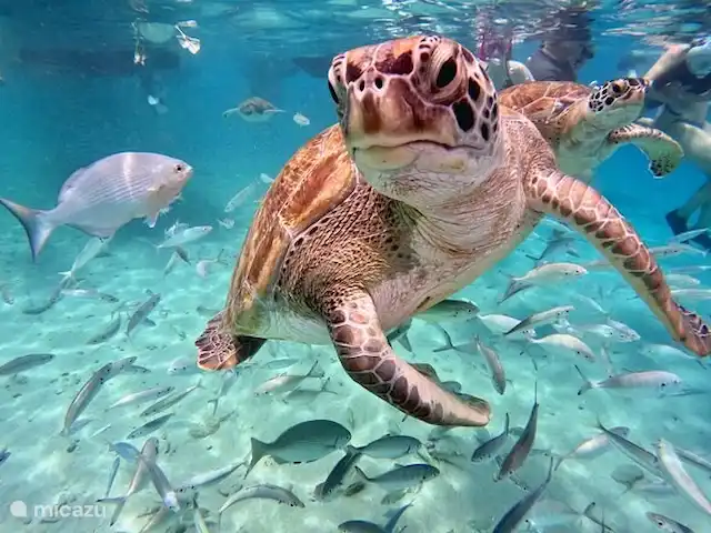 Cas curadise en Curazao, Bandabou (oeste), Fontein - villa