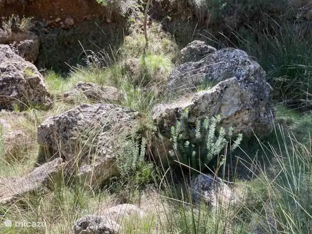 Location de Vacances Espagne, Valence, Ayora, finca - Anca Ayora Nous avons vu des fées... vraiment !