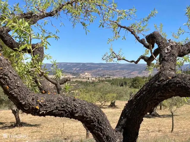 Location de Vacances Espagne, Valence, Ayora, finca - Anca Ayora Les amandiers semblent au repos...se préparent à une abondance...