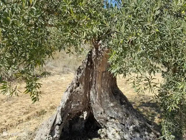 Location de Vacances Espagne, Valence, Ayora, finca - Anca Ayora Toujours aussi fort! 500 ans..?
