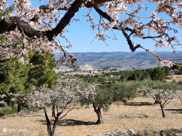 Location de Vacances Espagne, Valence, Ayora, finca - Anca Ayora Vous voyez, plein de belles fleurs... :-)