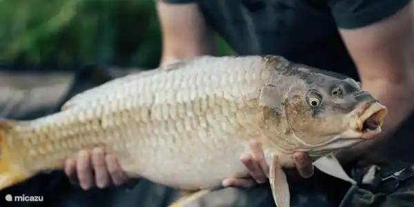 You can catch the largest carp from holiday home Time4vacay house 145.