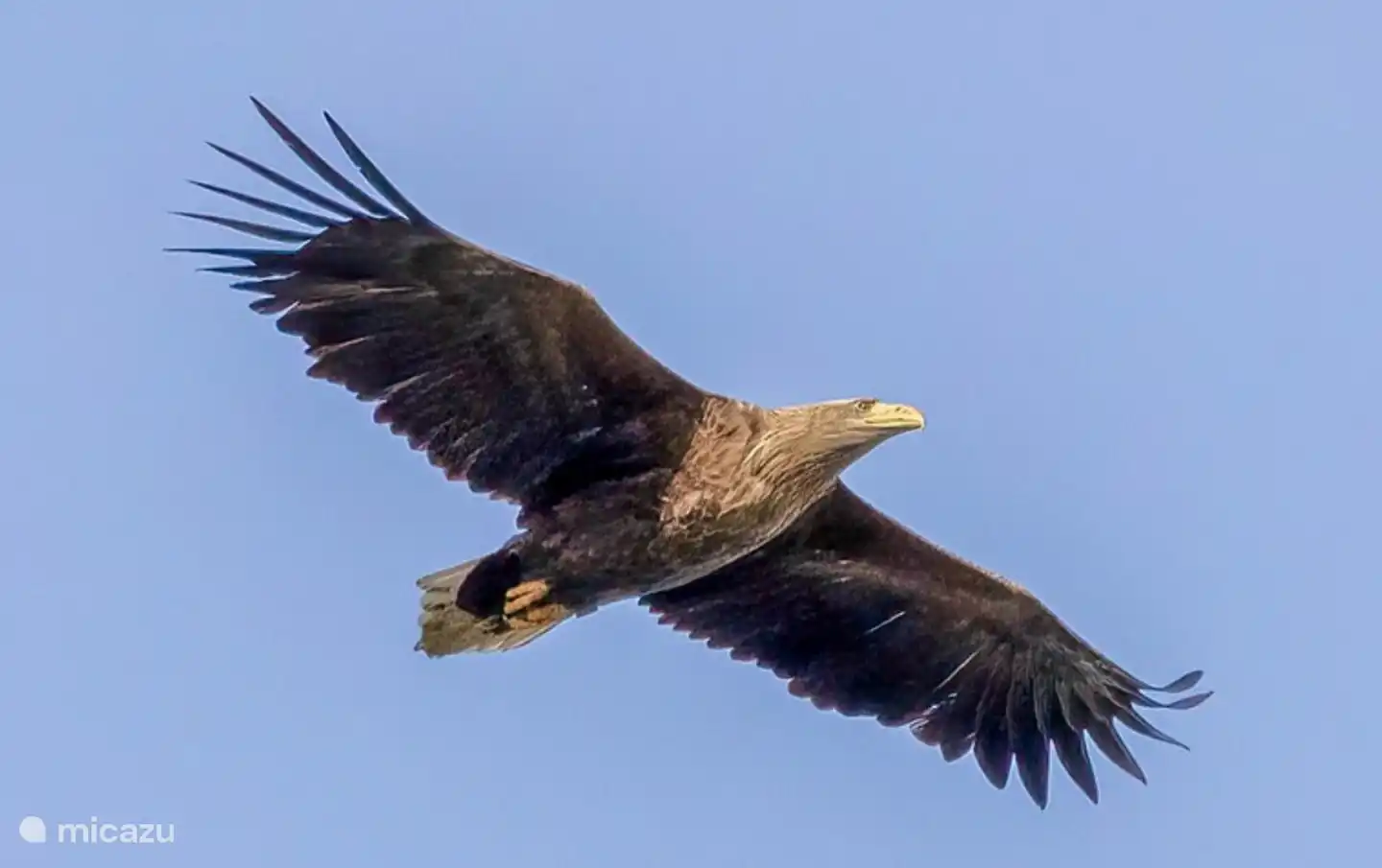 Zeearendnest vlak bij IJsselgoud