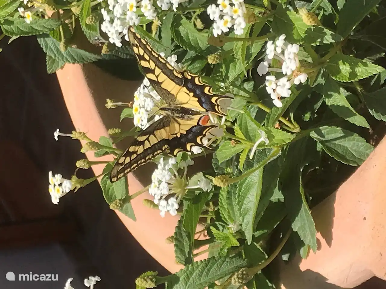 Many butterflies in the garden