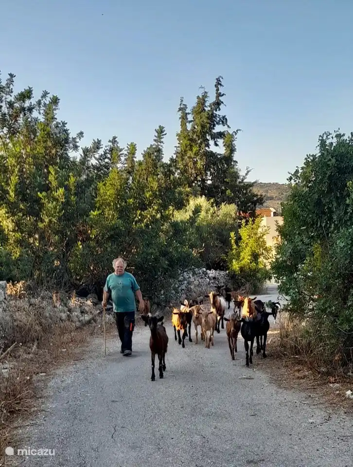 Goatherd in the street