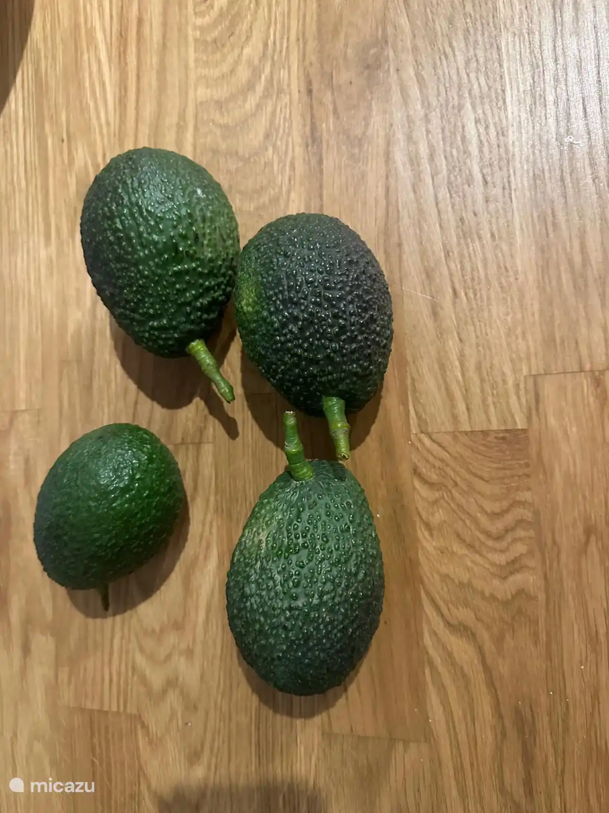 Avocats frais de l’arbre