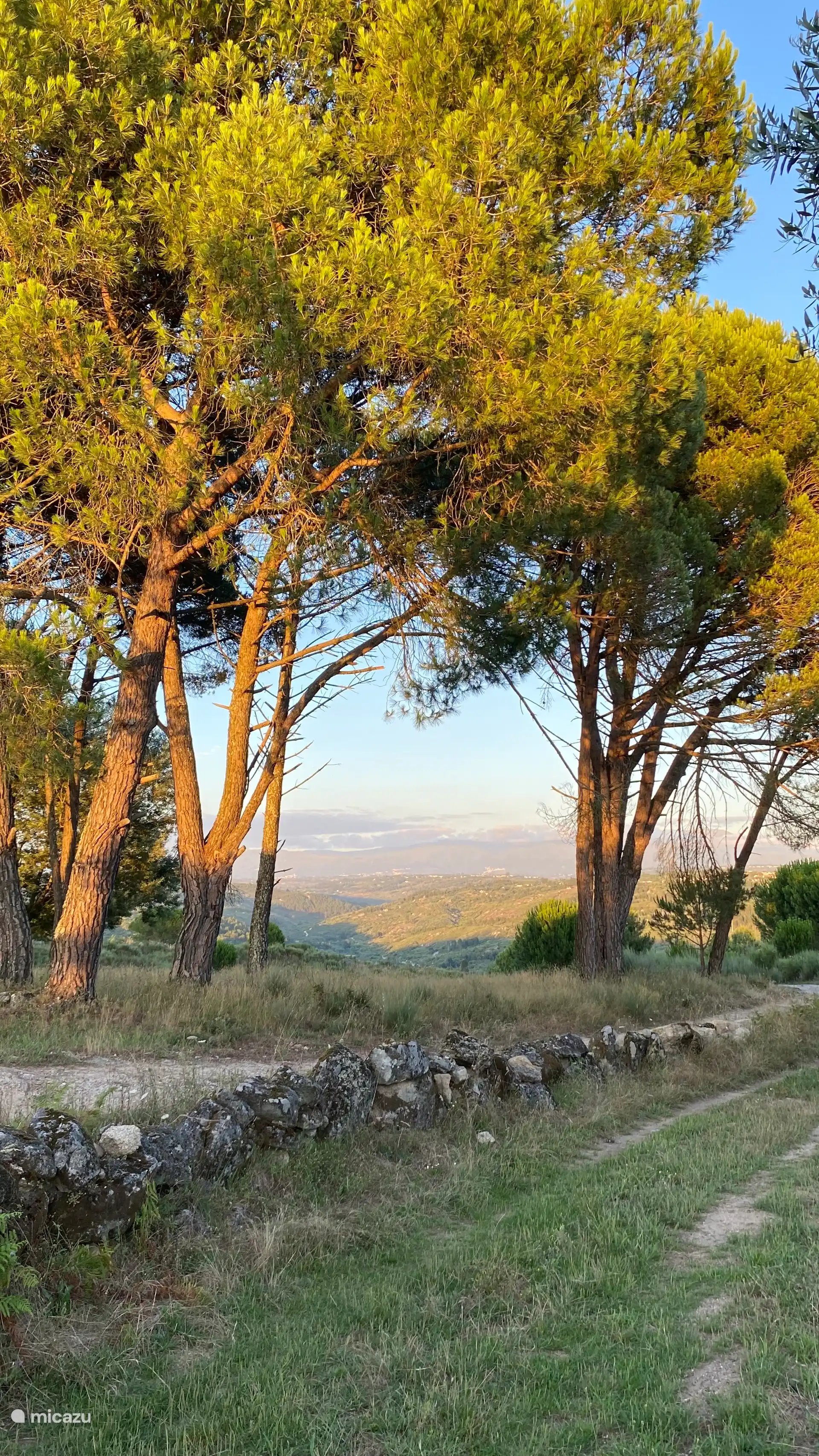 Spaziergang durch die Gegend mit alten Pinien und schöner Aussicht