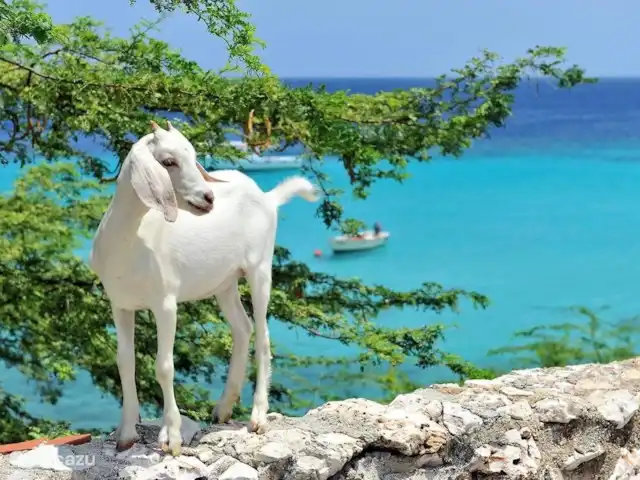 appartement huren in Curaçao, Curacao-Midden, Piscadera – Andira Apartments, Zwembad, Centraal Grappige geit op banda bou