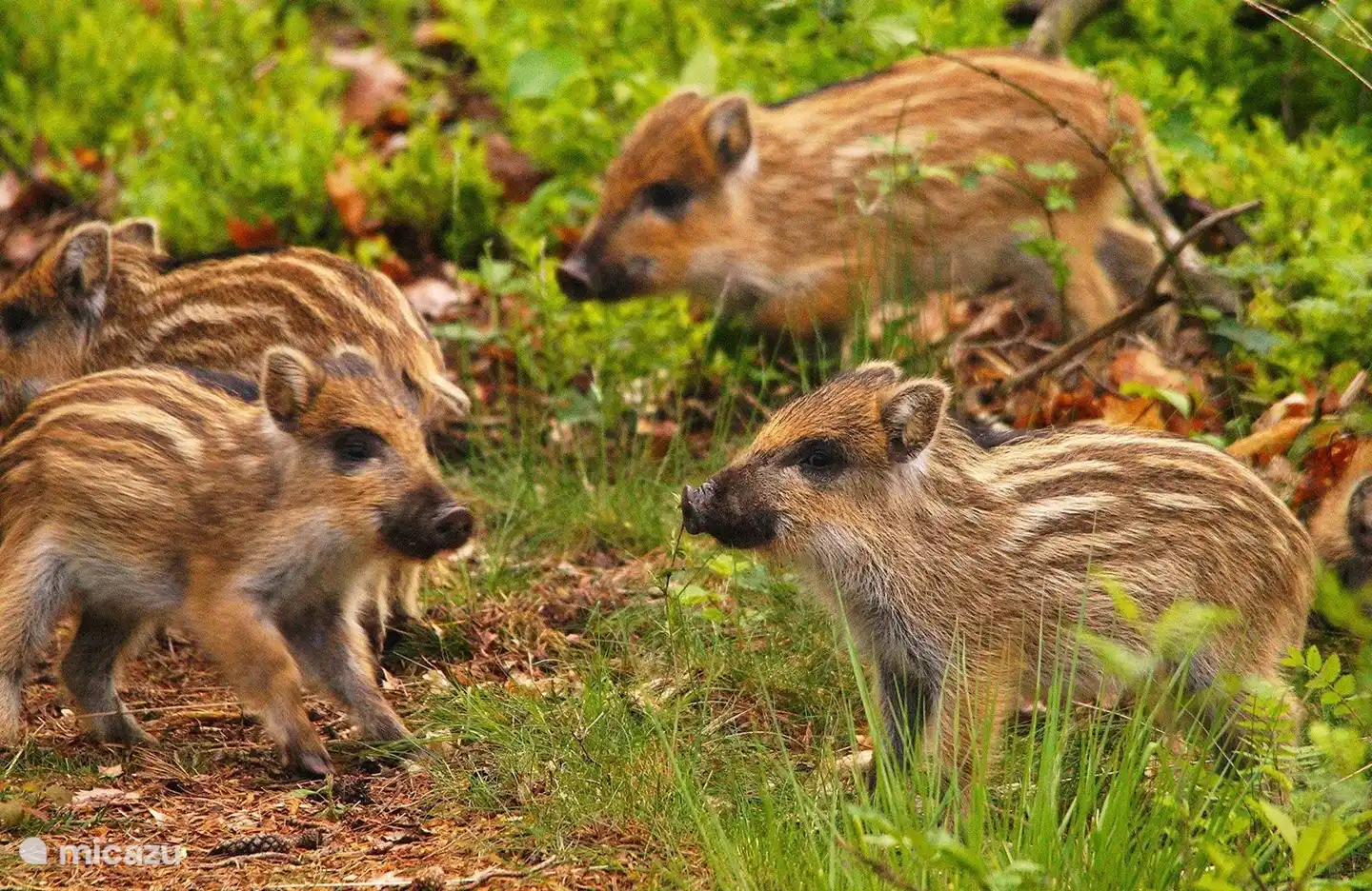 Wildleven in de bossen