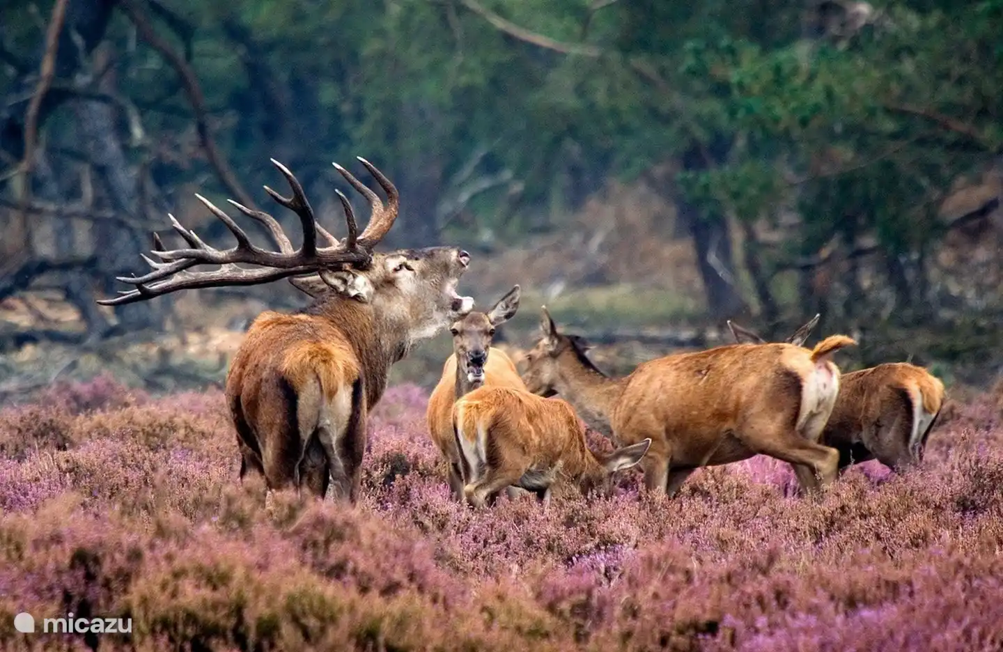 Wildleven in de bossen