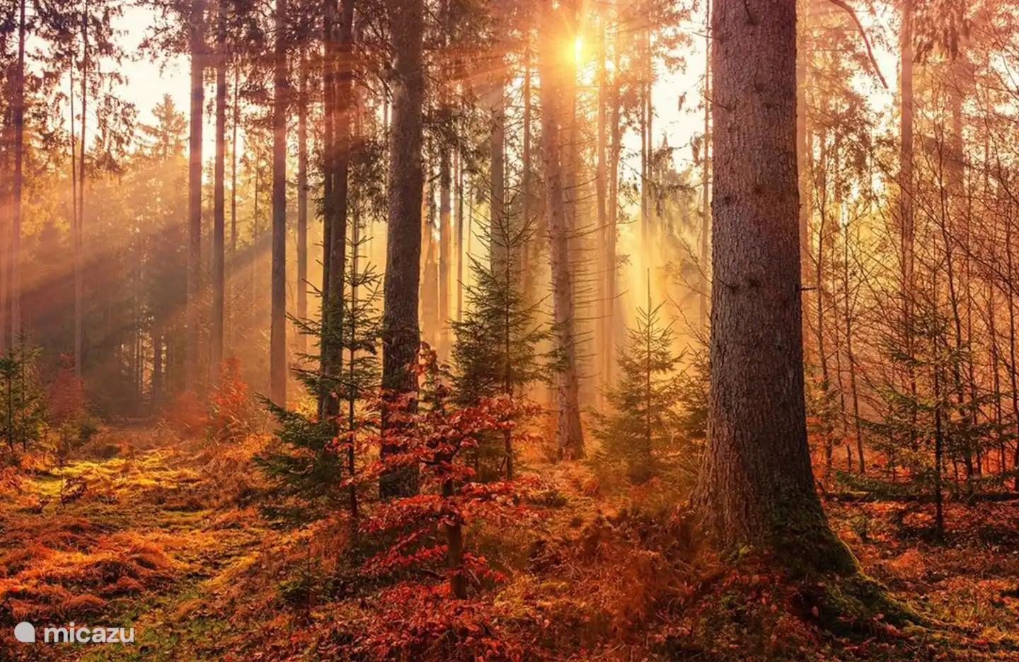 Natuur om het huisje heen, het huisje ligt midden in de bossen