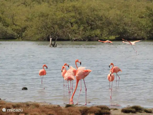 Location de Vacances Bonaire, Bonaire, Sabadeco, villa - Reef Villas Bonaire Soleil, face à l'océan Flamants roses