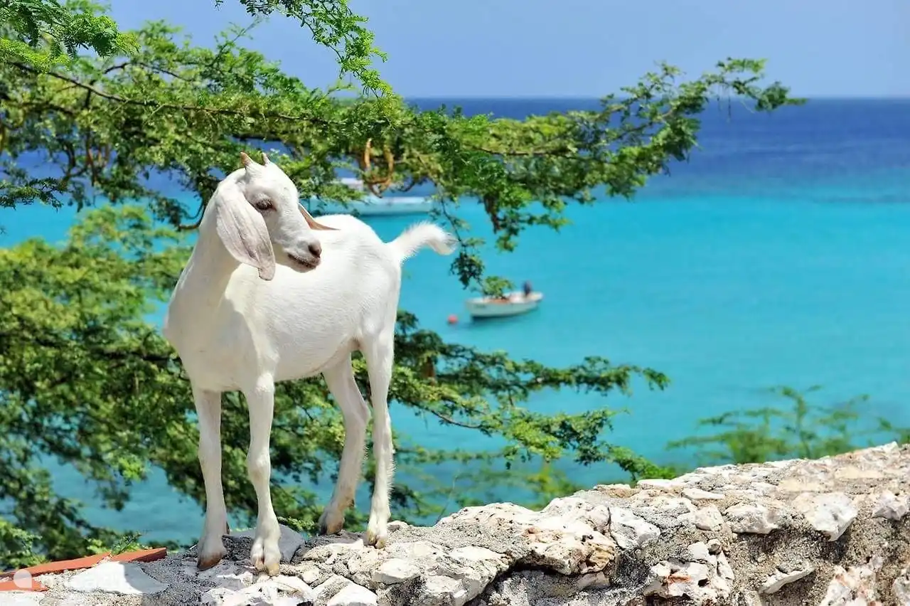 Funny goat on banda bou