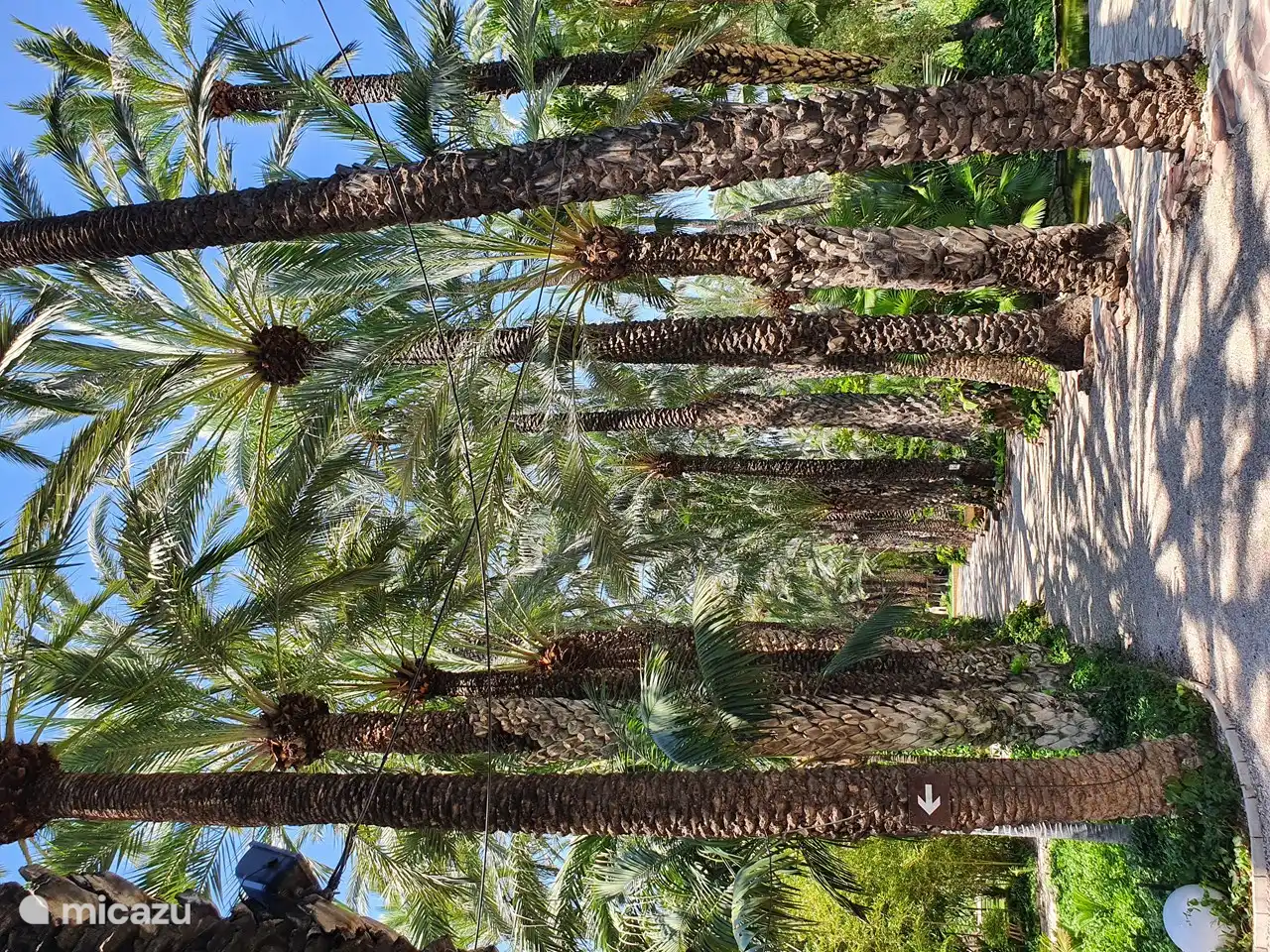 Uitstap naar de botanische tuin van Elche.