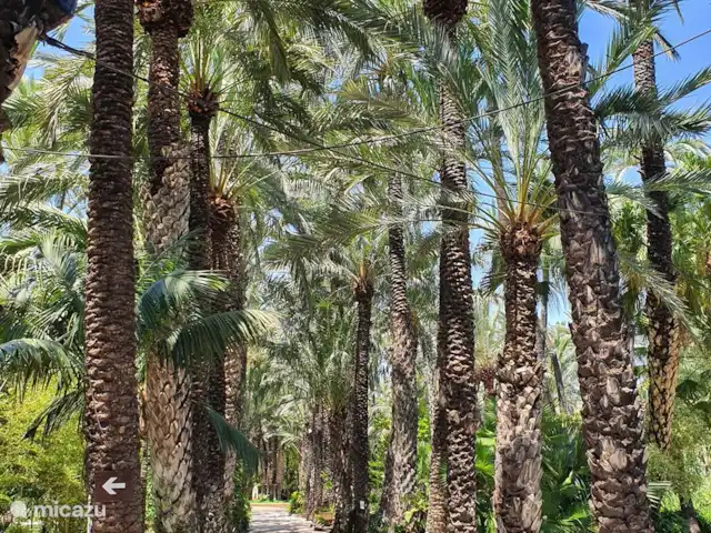 appartement huren in Spanje, Costa Blanca, La Mata – Boathouse Uitstap naar de botanische tuin van Elche.