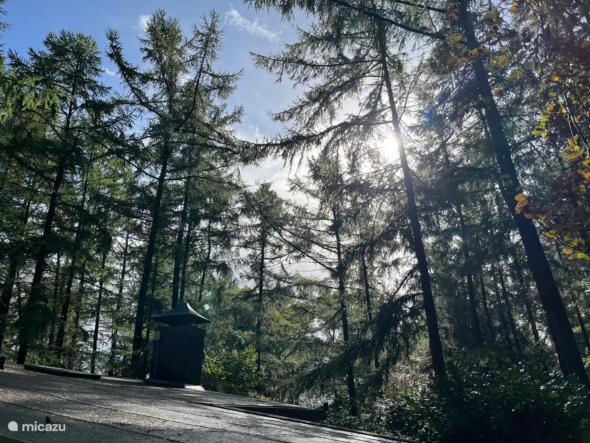 Unsere Lärchen im Frühherbst