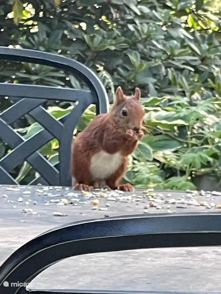 Die Eichhörnchen lieben Eichhörnchenfutter und einen Napf mit Wasser