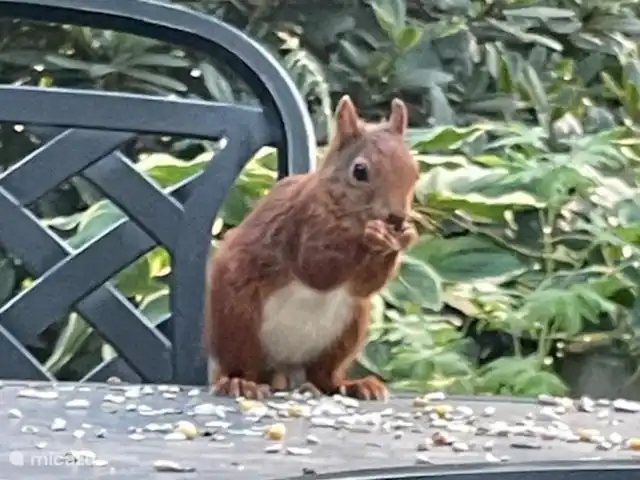 Location de Vacances Pays-Bas, Overijssel, Giethmen, bungalow - Bois de mélèze Les écureuils adorent la nourriture pour écureuils et un bol d'eau