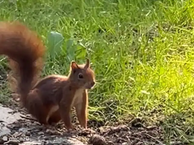Location de Vacances Pays-Bas, Overijssel, Giethmen, bungalow - Bois de mélèze Belle recherche de nourriture