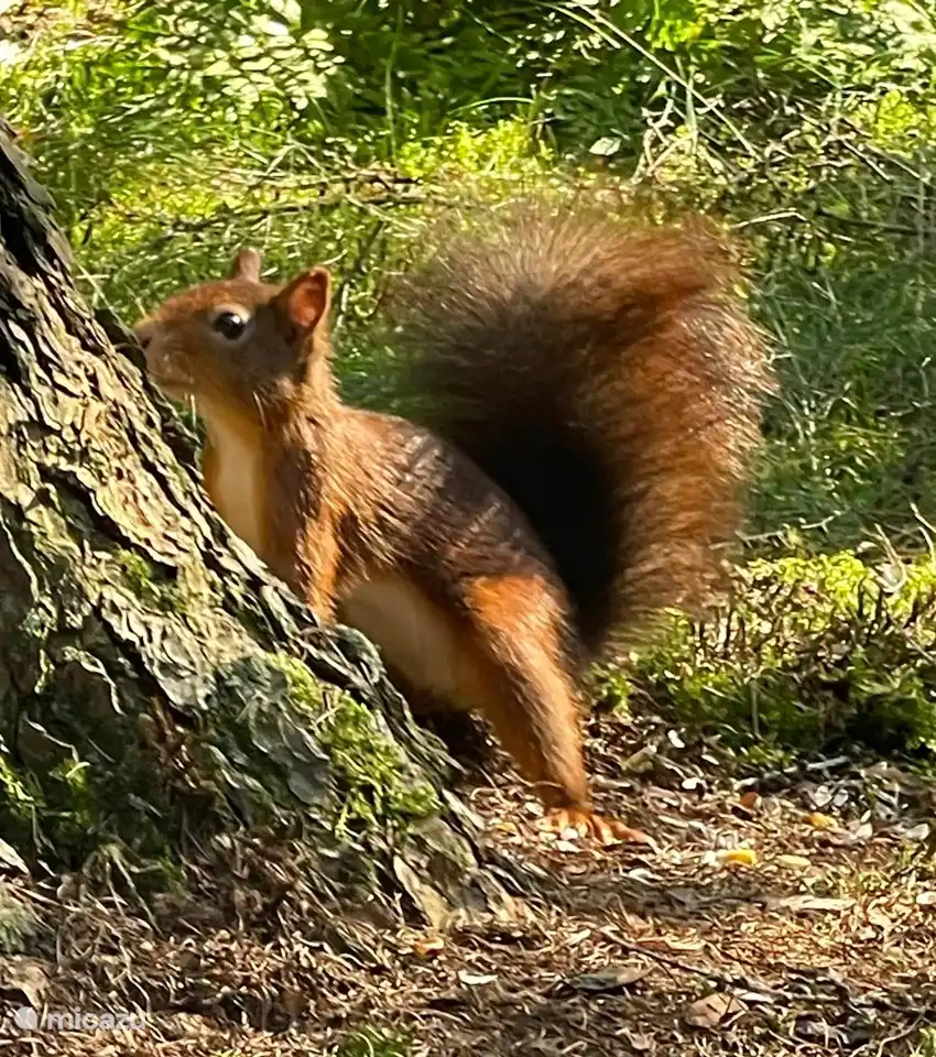 Soll ich auf diesen Baum klettern?