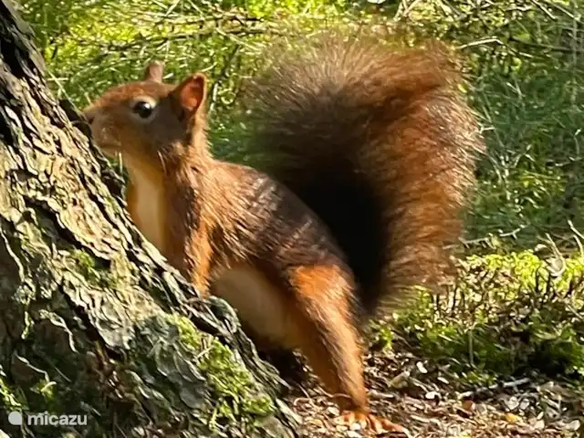 Location de Vacances Pays-Bas, Overijssel, Giethmen, bungalow - Bois de mélèze Dois-je grimper à cet arbre ?