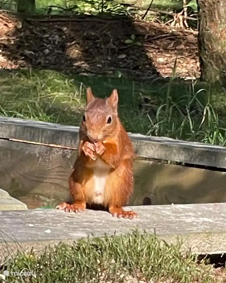 Jeden Tag Eichhörnchen im Garten