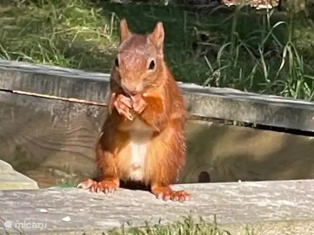 Location de Vacances Pays-Bas, Overijssel, Giethmen, bungalow - Bois de mélèze Des écureuils dans le jardin tous les jours