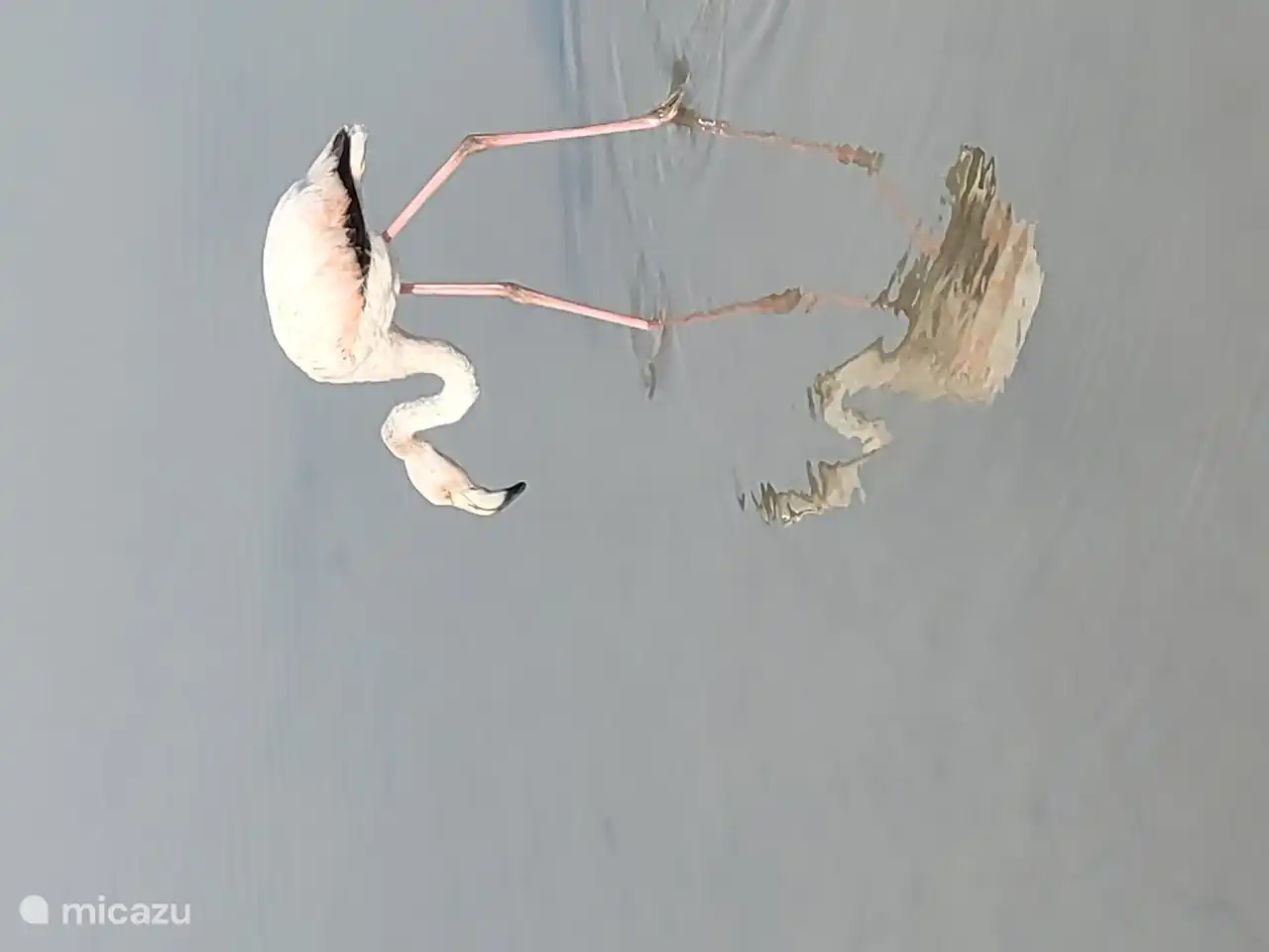 Flamants roses aux Salinas de San Pedro