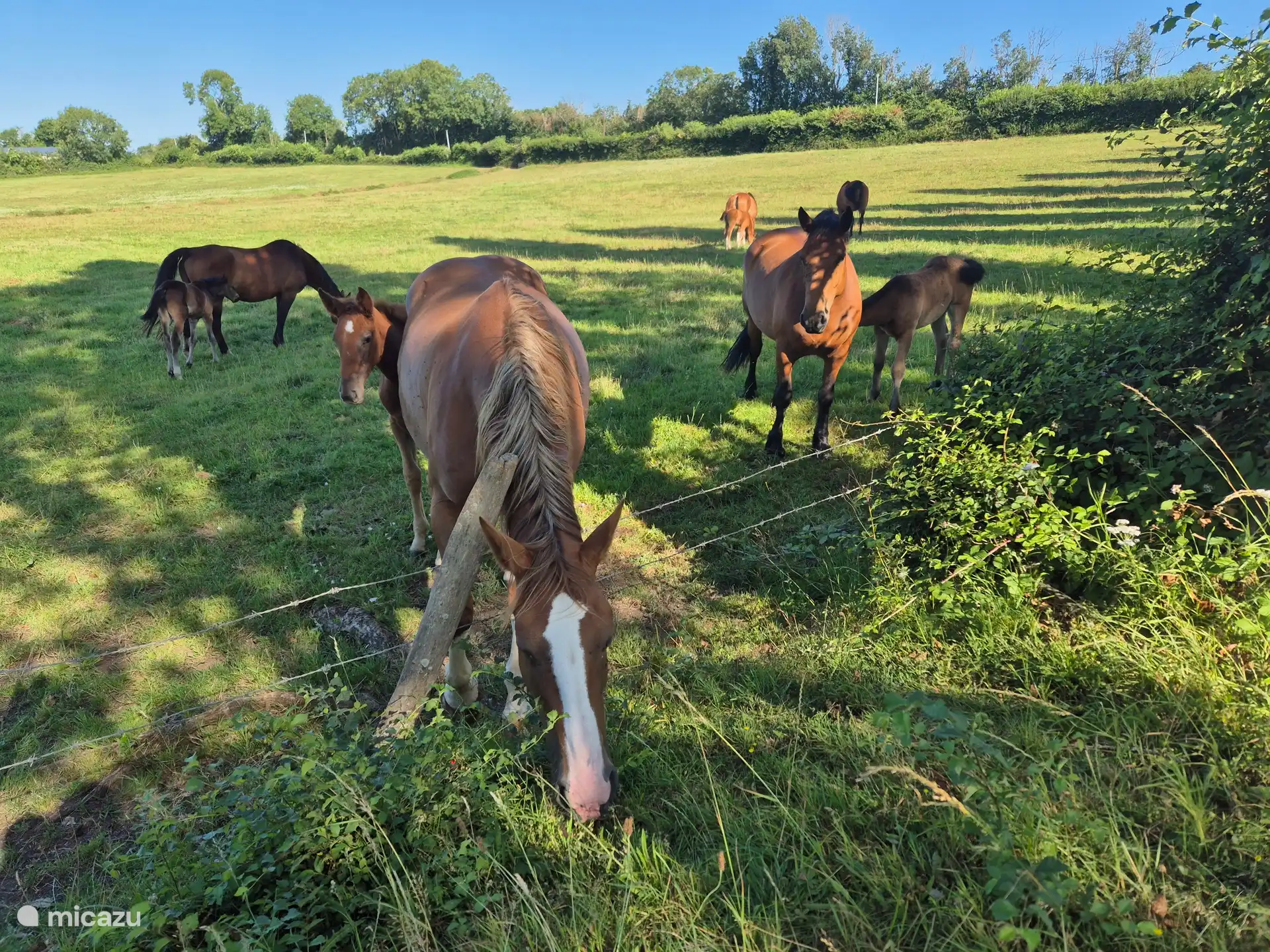 Pferde auf den Wiesen neben dem Haus. 