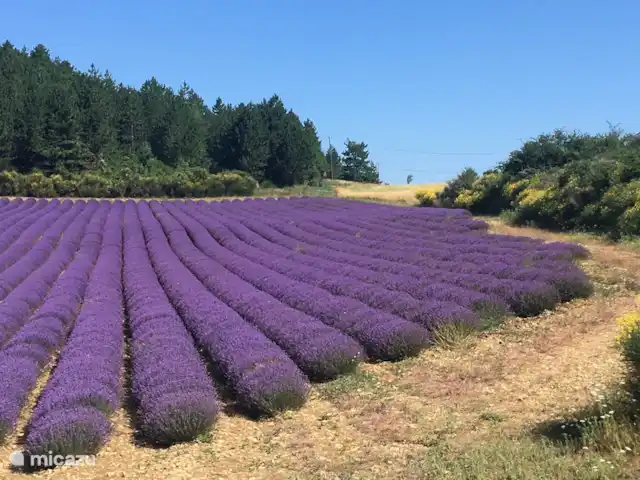 los olivers en Francia, Drôme, Mirabel-aux-Baronnies - villa Disfruta entre campos de lavanda y viñas, en medio de olivos...