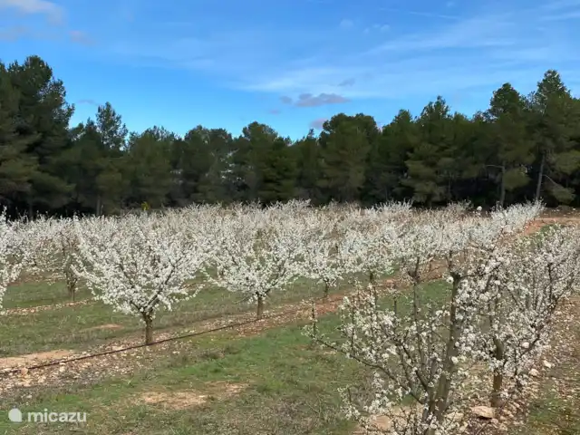Cabaña L'Oliva | Espagne, Costa Dorada, Tarragone - cabane en bois / lodge C'est le jardin !