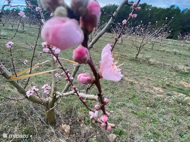 Cabaña L'Oliva | Espagne, Costa Dorada, Tarragone - cabane en bois / lodge Belles fleurs