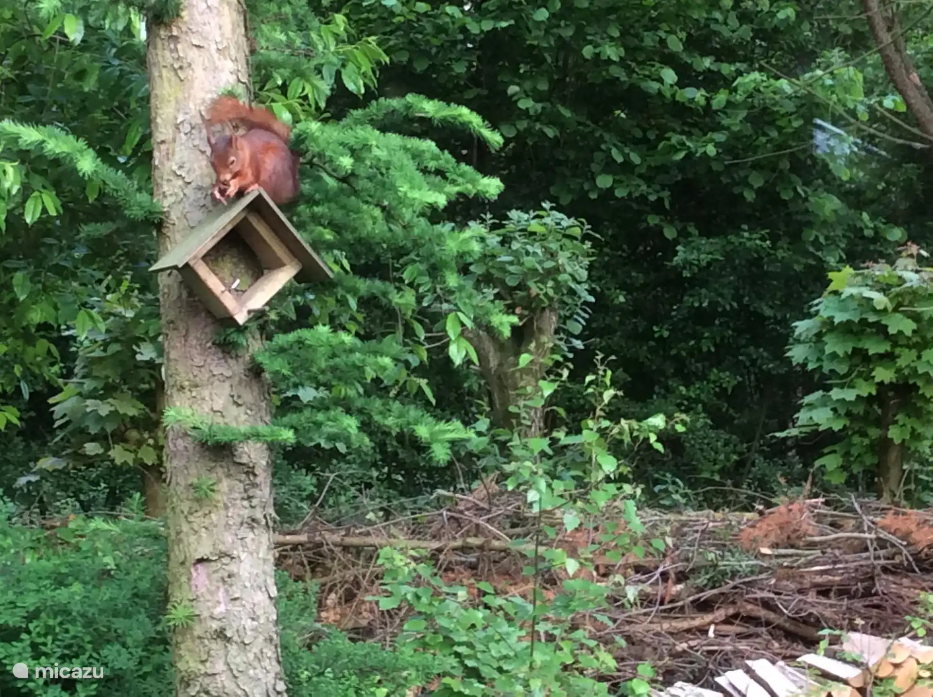 Auch Eichhörnchen kommen gerne zu Besuch