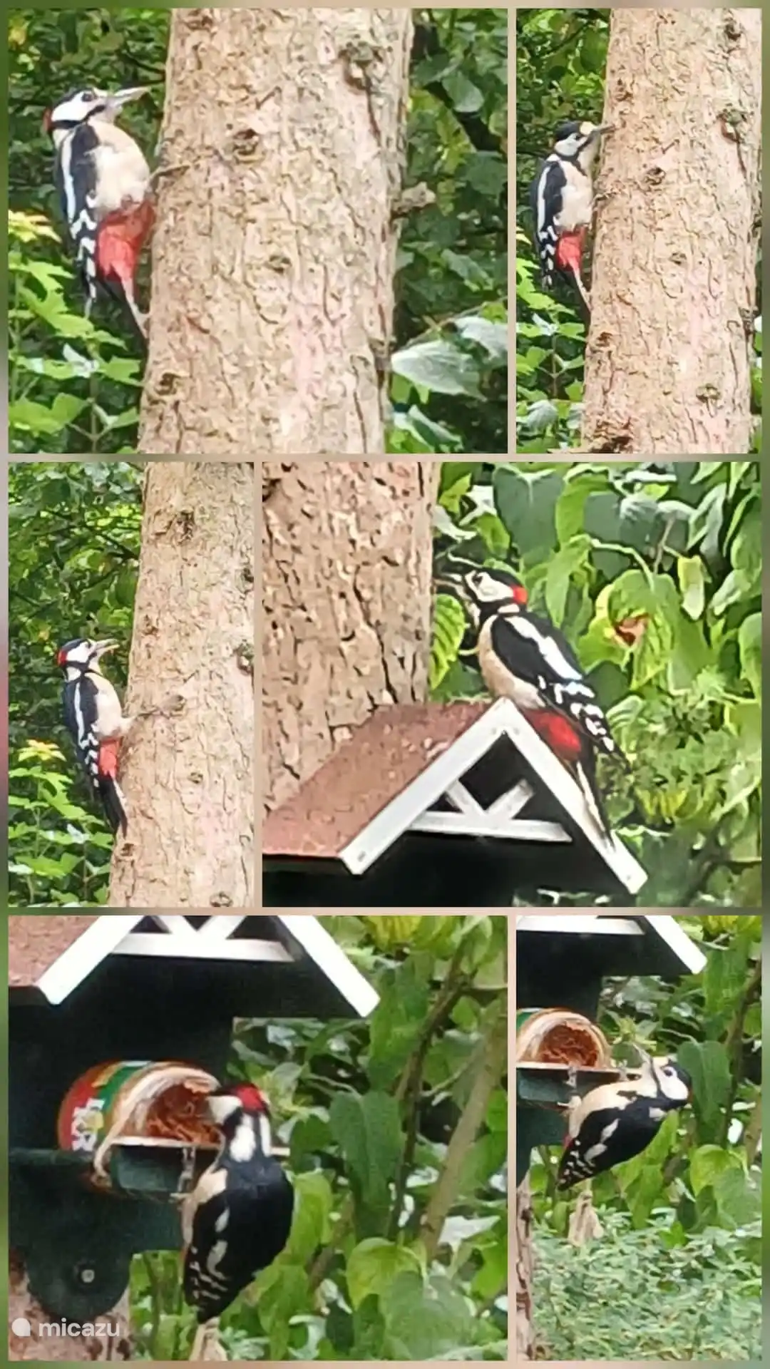 Viele Vögel im Garten