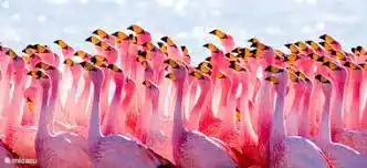 Repérer des flamants roses dans les lacs salés.