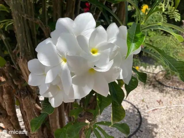 Villa Coral Beach en Curazao, Bandabou (oeste), Coral Estate, Rif St.Marie - villa