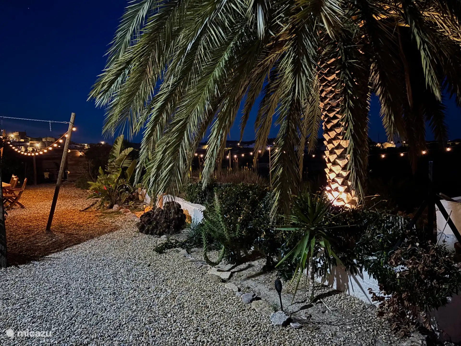 Palm tree in the garden