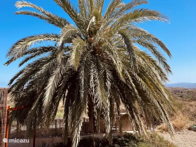 El sueño de Andalucia huren in Spanje, Andalusië, Huércal-Overa - appartement Tuin twee slaapkamer appartement