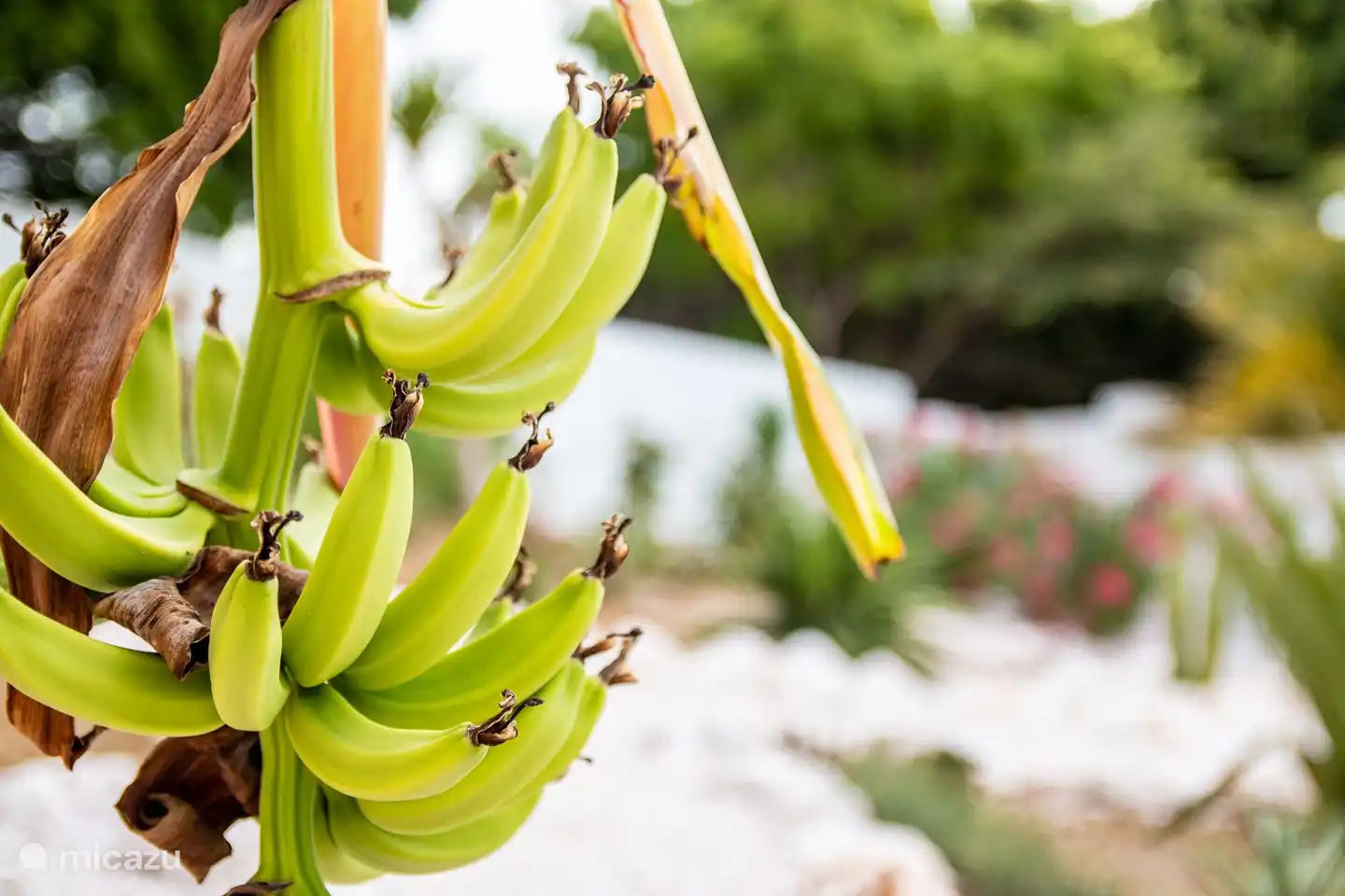 Die Bananen wachsen im Garten
